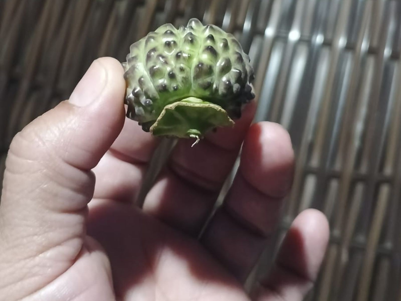 foto Not&iacute;cia Tarauacá